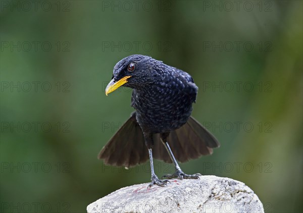 Blue whistling thrush