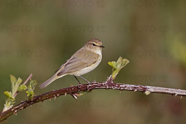 Eurasian Chiffchaff