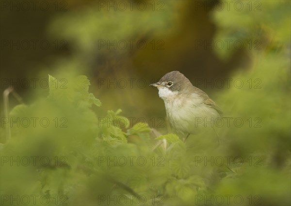 Common whitethroat