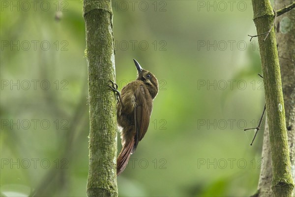 Tyrannine treecreeper