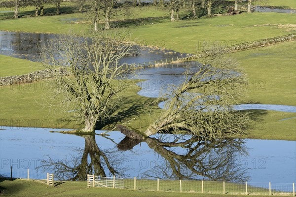 Fallen tree and flood water on pasture in valley farmland