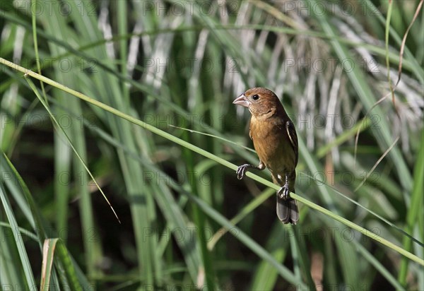 Blue Grosbeak