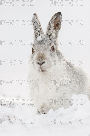 Mountain hare