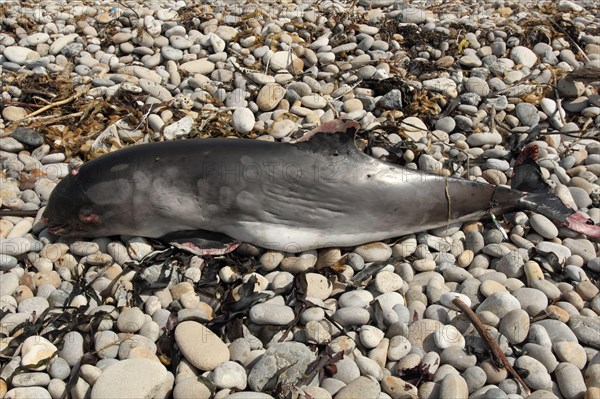 Common Porpoise