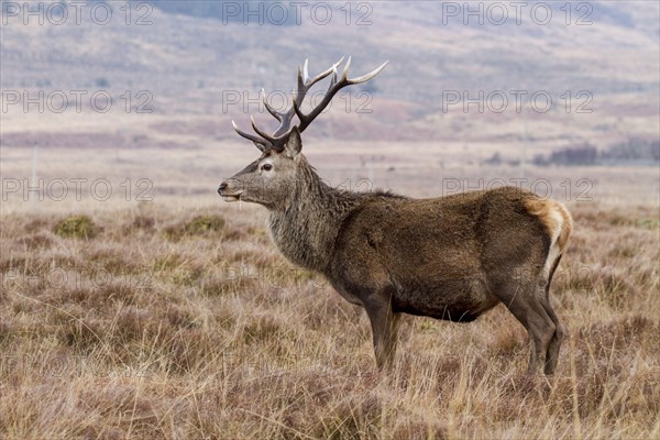 Red Deer