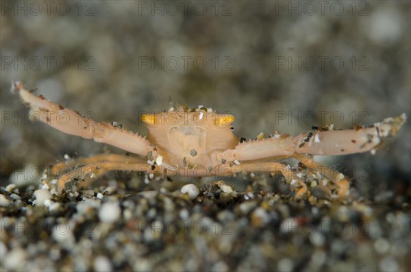 Crowned coral crab