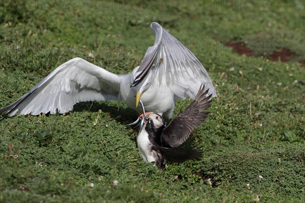 European european herring gull