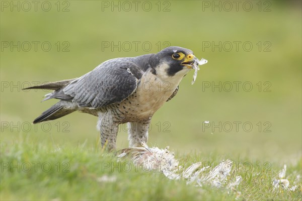 Peregrine falcon