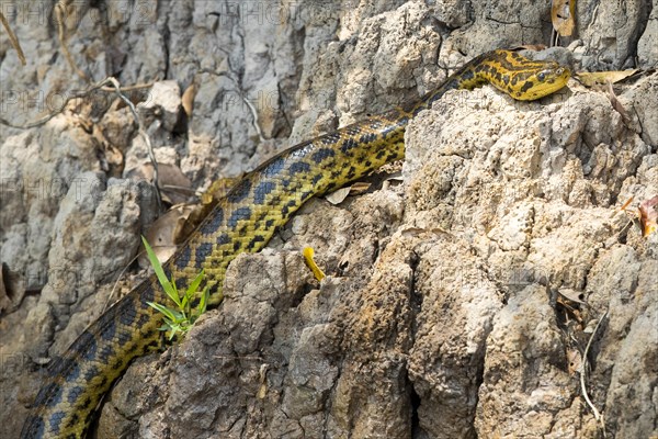 Yellow Anaconda