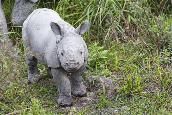 Indian rhinoceros