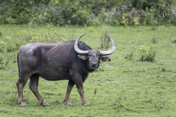 Wild water buffalo