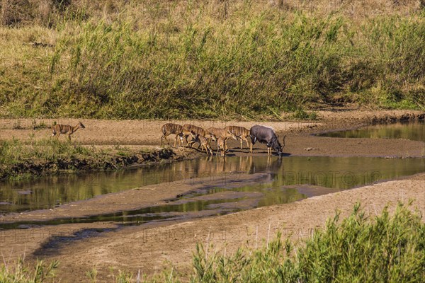 Nyala antelope herd