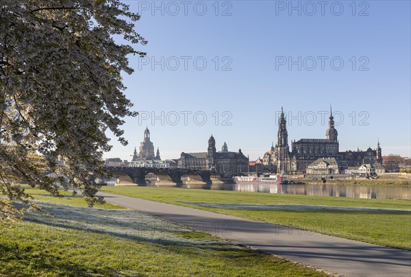 Canaletto view from the Neustadt bank to the old town across the Elbe to the cherry tree blossom