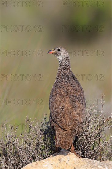 Cape spurfowl