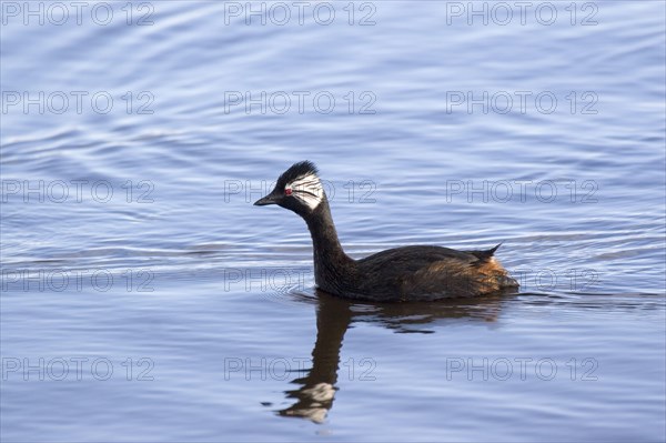 White-tufted grebe