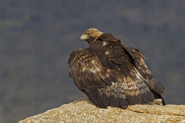 Golden eagle