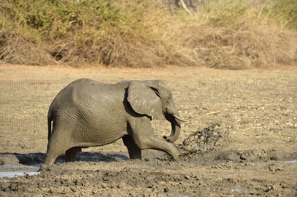 African Elephant