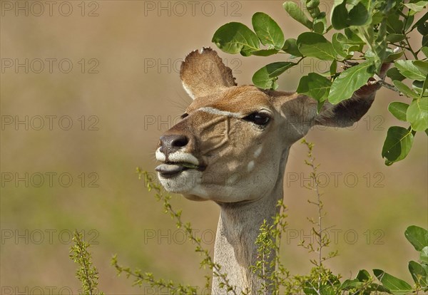 Southeast African Greater Kudu