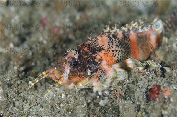 Twinspot Lionfish