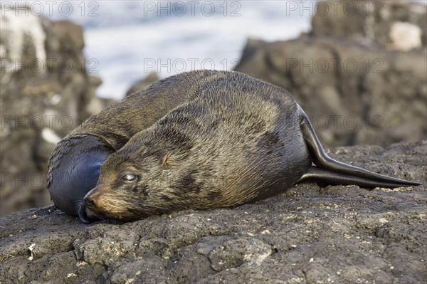 Southern fur seal