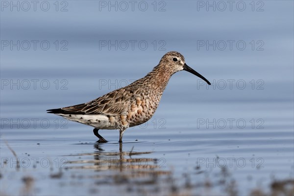 Adult curlew sandpiper