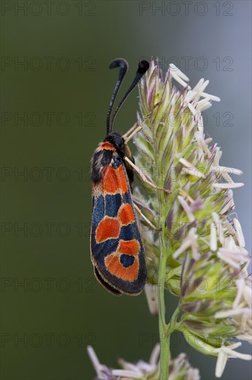 Burnet Moth