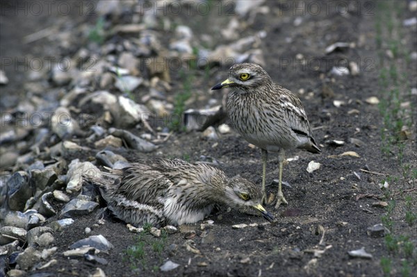 Stone curlew