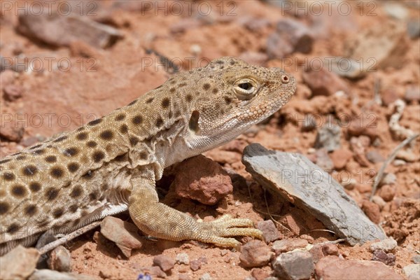 Leopard Iguana