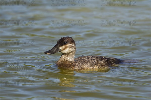 Ruddy duck