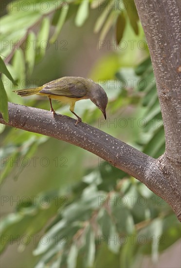 Senegal Eremomela