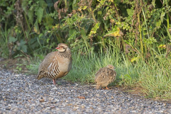 Red-legged Partridge