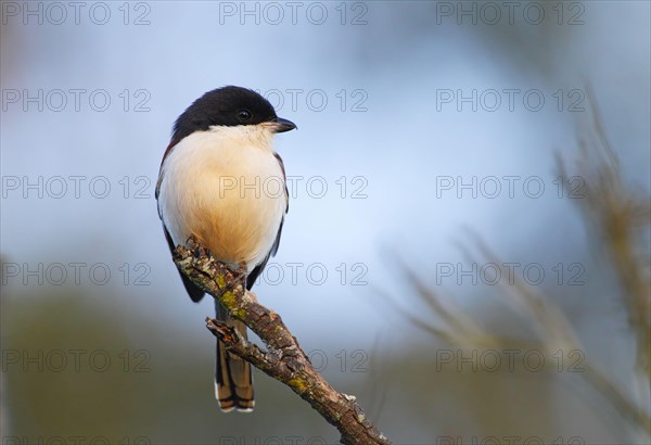 Burmese Shrike