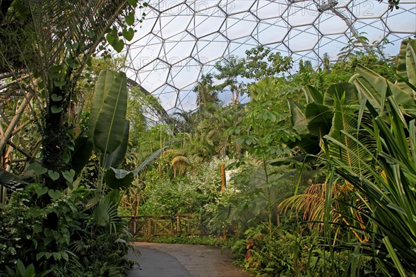 Lush vegetation in wet rainforest biome