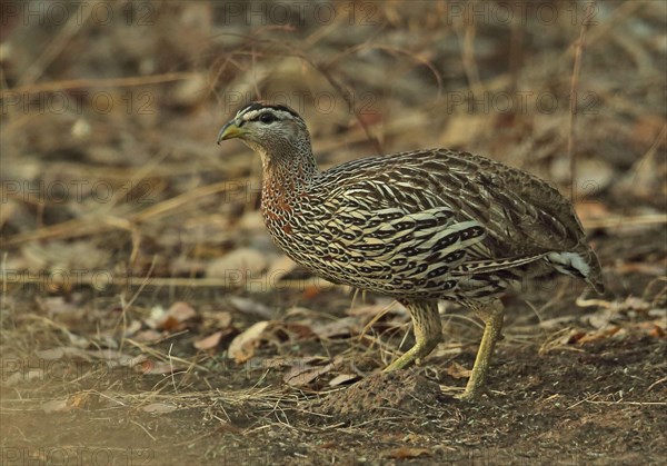 Double-spurred Francolin