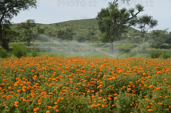 Floriculture