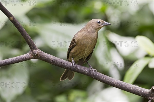 Silky Cowbird