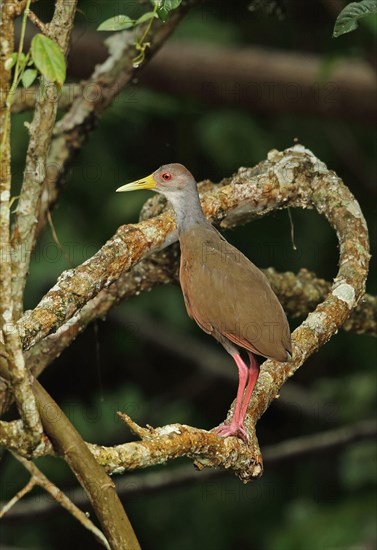 Grey-necked Wood-rail