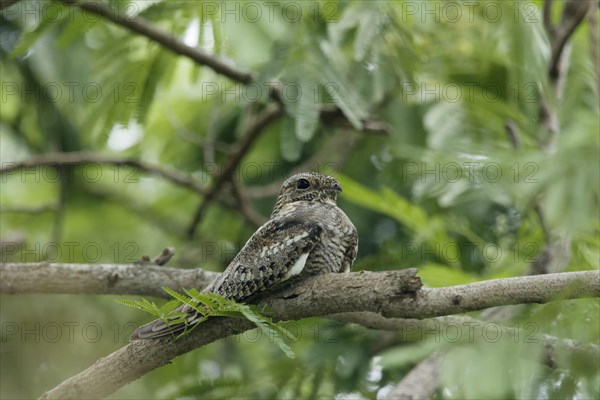 Lesser nighthawk