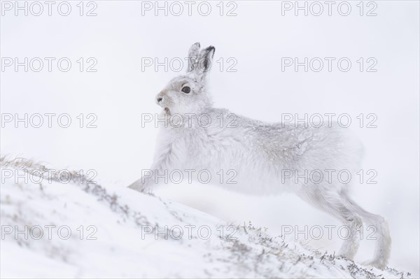 Mountain hare