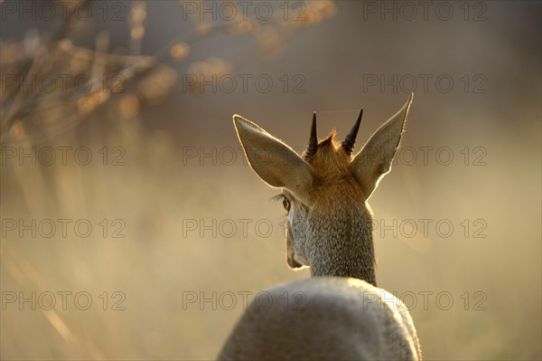 Kirk's Dik-dik