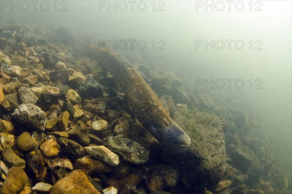 Sea Lamprey