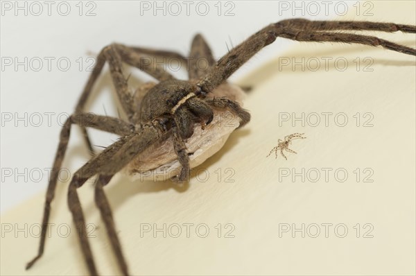 Brown Huntsman Spider