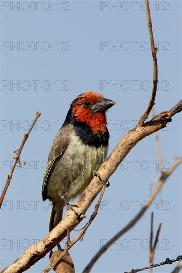 Black-collared Barbet