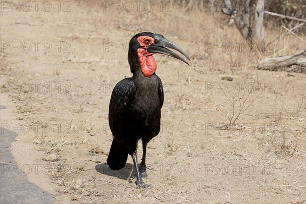 Southern Ground Hornbill