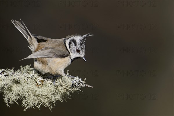 Crested tit