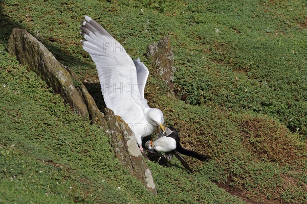 European european herring gull