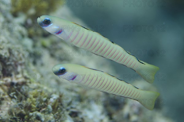 Zebra dartfish