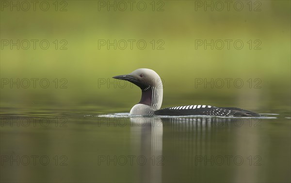 Black-throated Diver