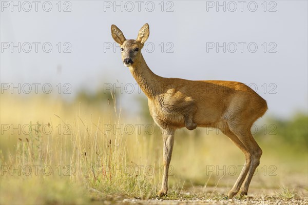 Western Roe Deer