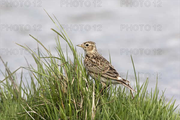 Skylark